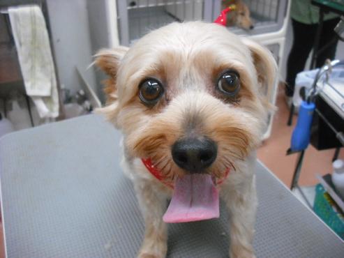 ファイル 1306-1.jpg