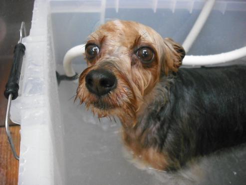 ファイル 1306-2.jpg