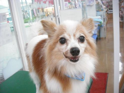 ファイル 1307-1.jpg