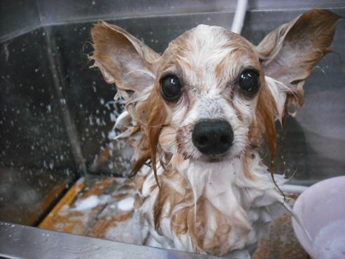 ファイル 1307-2.jpg