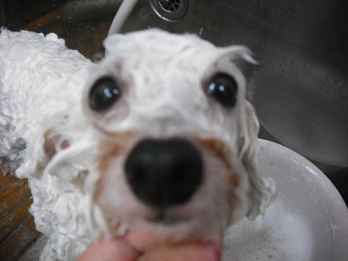 ファイル 1309-2.jpg