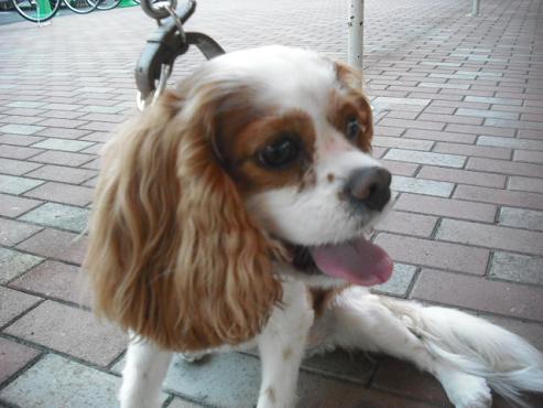 ファイル 131-1.jpg