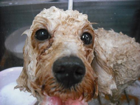 ファイル 1310-2.jpg