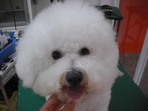 ファイル 1312-1.jpg