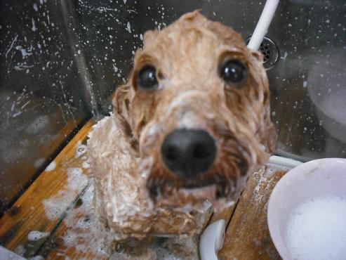 ファイル 1313-2.jpg