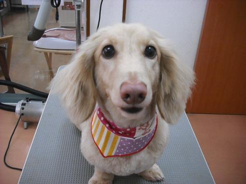 ファイル 1321-1.jpg