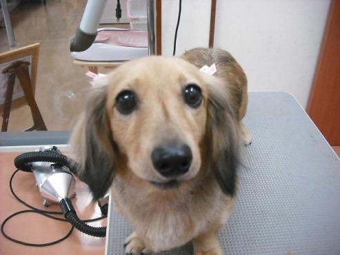 ファイル 1322-1.jpg