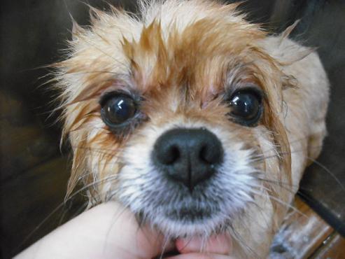 ファイル 1323-1.jpg