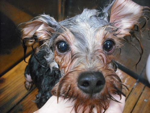 ファイル 1325-1.jpg