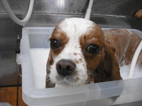 ファイル 1326-2.jpg