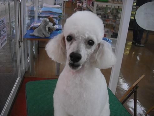 ファイル 1329-1.jpg