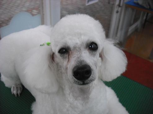 ファイル 1330-1.jpg