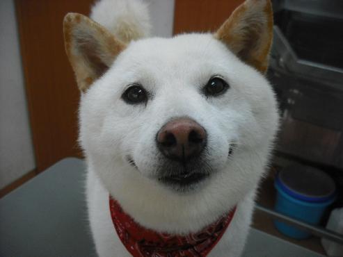 ファイル 1335-1.jpg