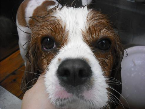 ファイル 1336-2.jpg