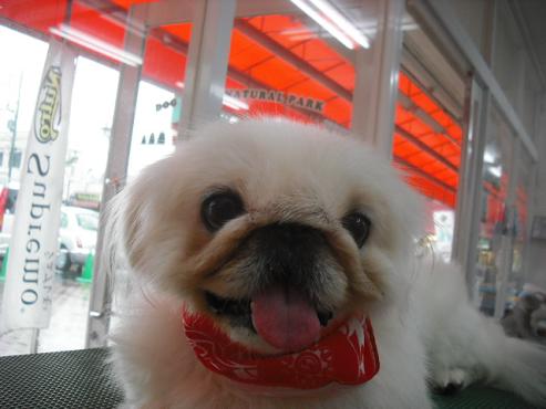 ファイル 1338-1.jpg