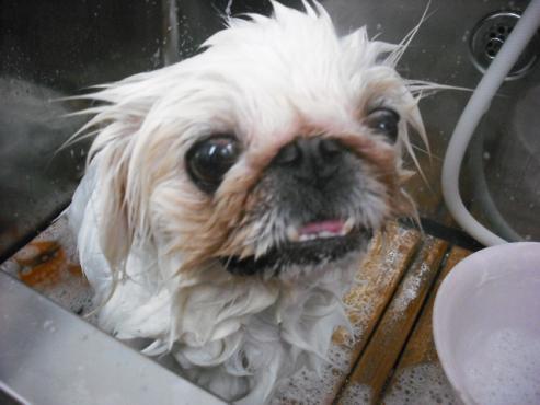 ファイル 1338-2.jpg