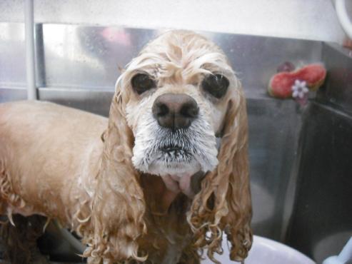 ファイル 1339-1.jpg