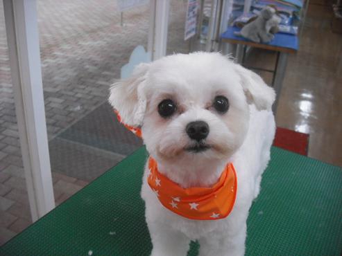 ファイル 1340-1.jpg