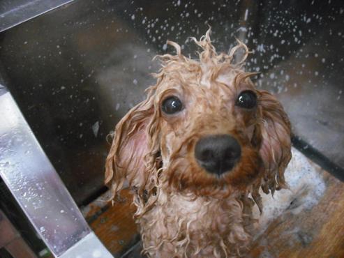 ファイル 1341-2.jpg