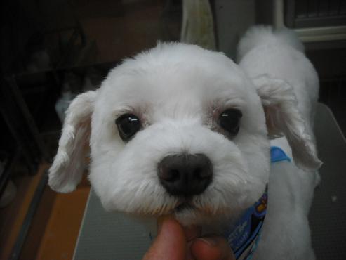 ファイル 1345-1.jpg