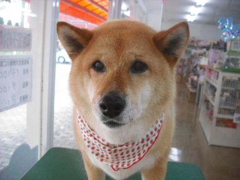 ファイル 1347-1.jpg