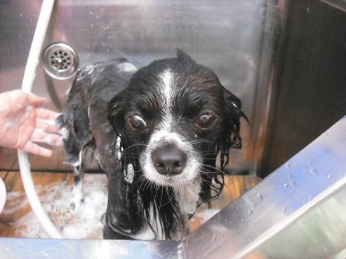 ファイル 1350-2.jpg