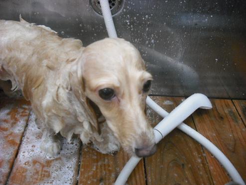 ファイル 1353-2.jpg