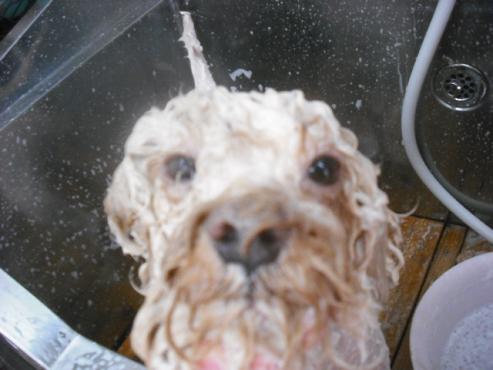 ファイル 1354-2.jpg