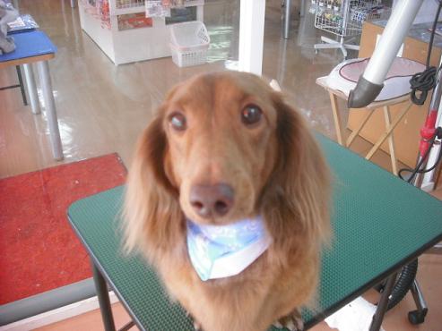 ファイル 1355-1.jpg