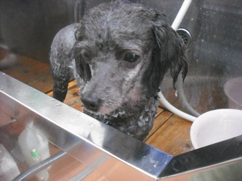 ファイル 1358-2.jpg