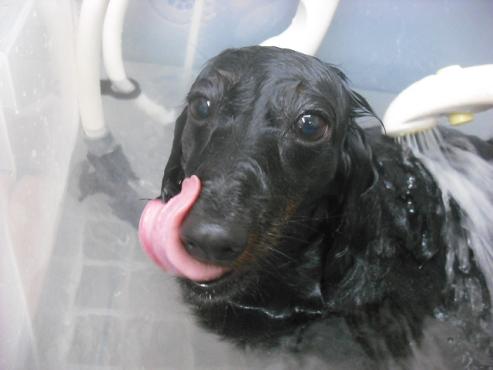 ファイル 1359-2.jpg