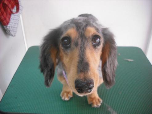 ファイル 1360-1.jpg