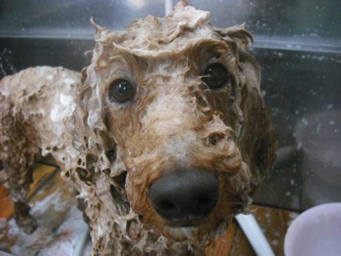 ファイル 1363-1.jpg