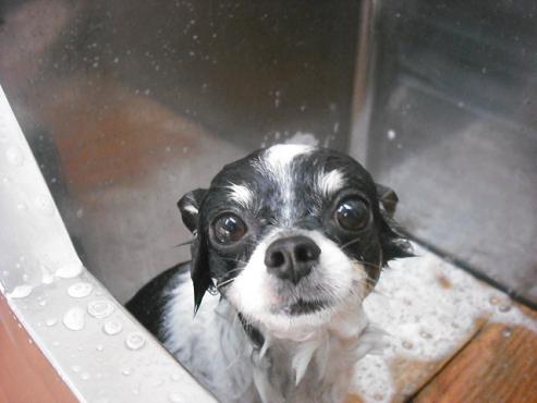 ファイル 1365-1.jpg