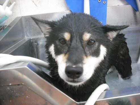 ファイル 1366-2.jpg