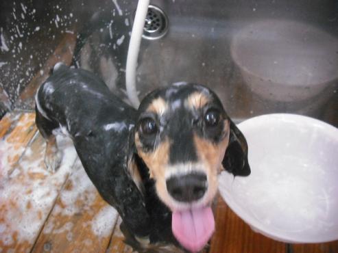 ファイル 1371-1.jpg