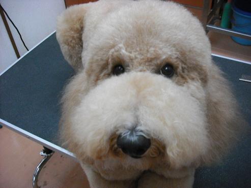 ファイル 1372-1.jpg