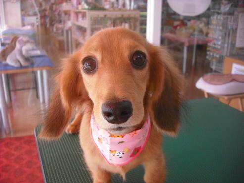 ファイル 1374-1.jpg