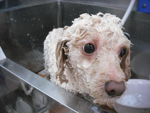 ファイル 1375-2.jpg