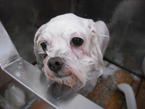 ファイル 1376-2.jpg