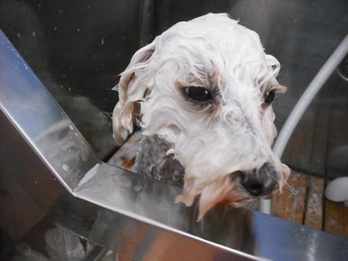 ファイル 1377-2.jpg