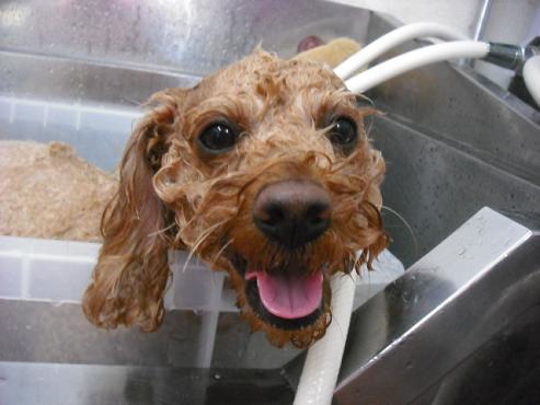 ファイル 1378-2.jpg