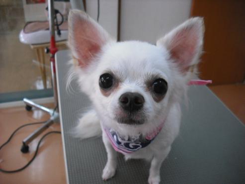 ファイル 1381-1.jpg