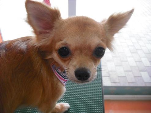 ファイル 1382-1.jpg