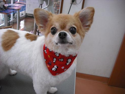 ファイル 1383-1.jpg