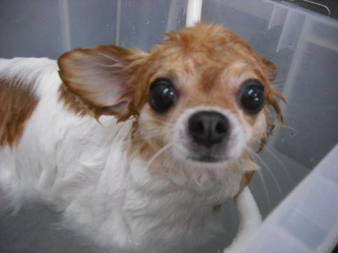 ファイル 1383-2.jpg