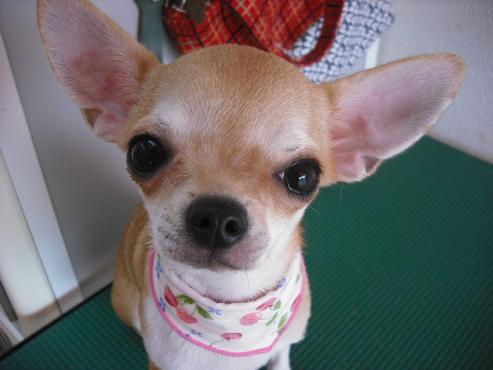 ファイル 1385-1.jpg