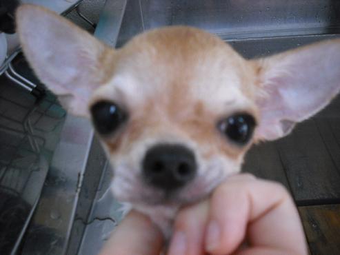 ファイル 1385-2.jpg