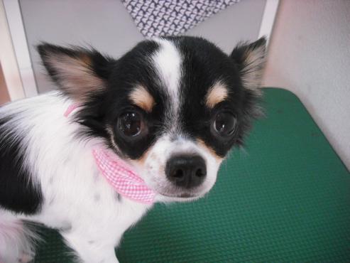 ファイル 1386-1.jpg