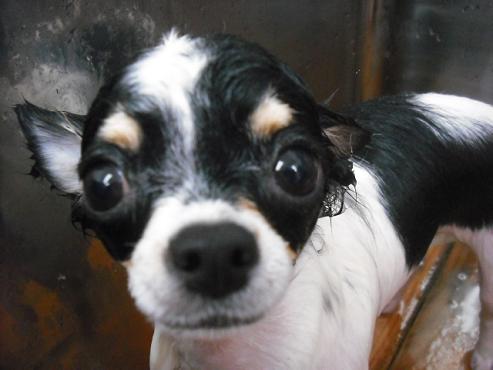 ファイル 1386-2.jpg